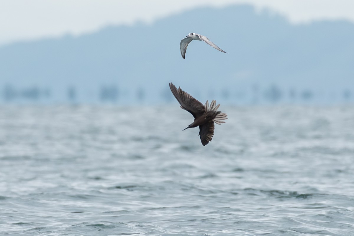 Lesser Noddy - ML643227072