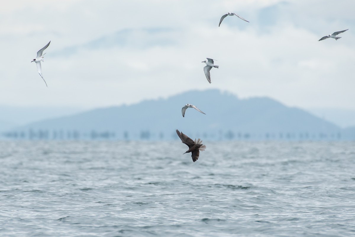 Lesser Noddy - ML643227074