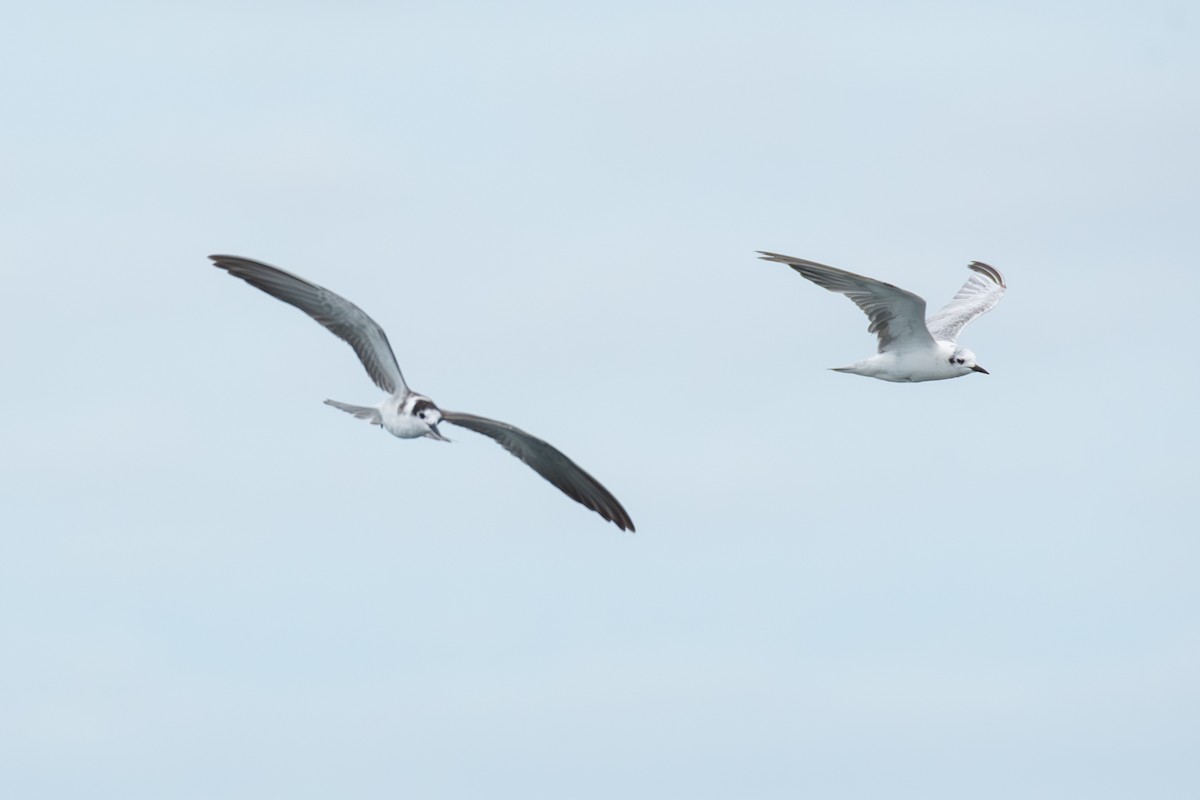 rybák černý (ssp. niger) - ML643227079