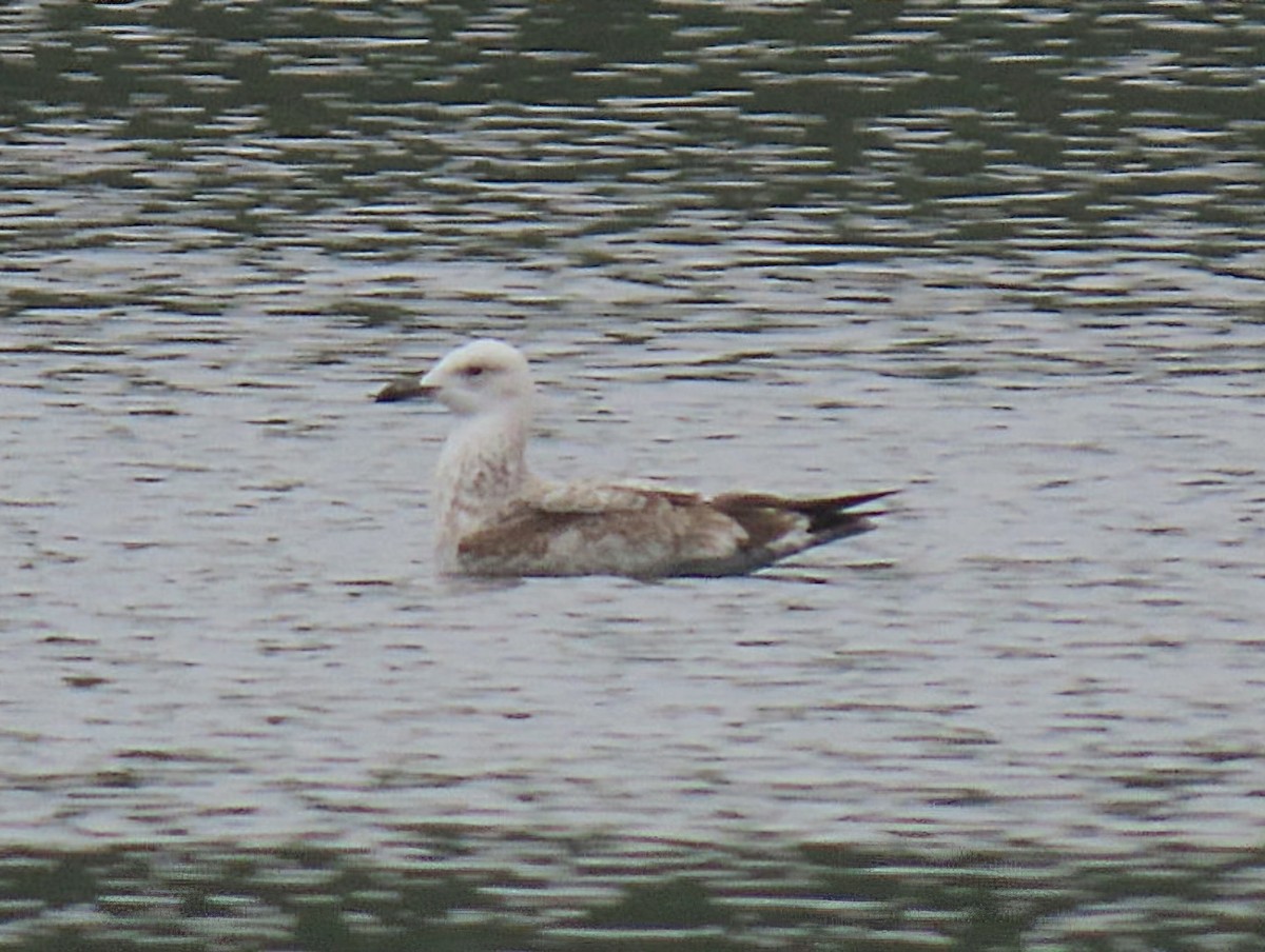 Caspian Gull - ML643227092