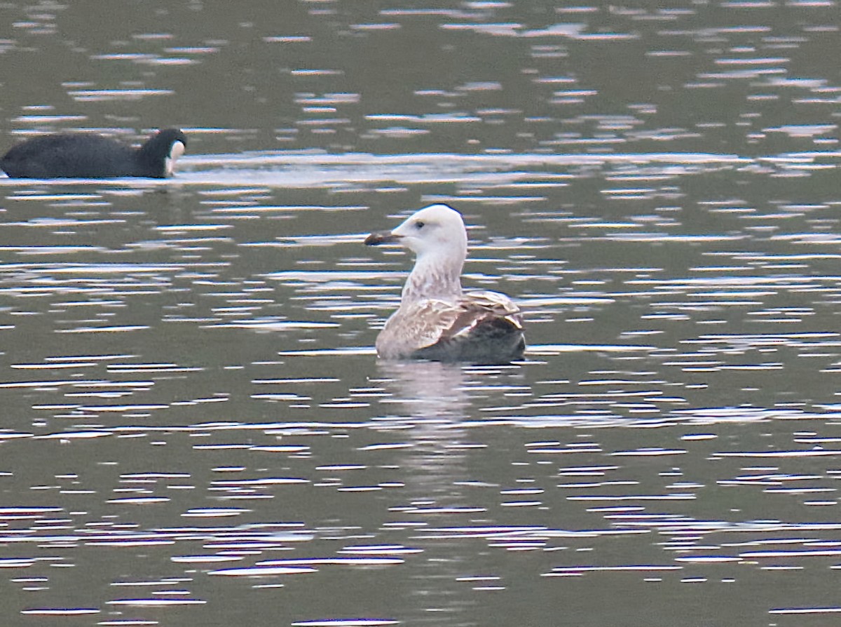 Caspian Gull - ML643227093