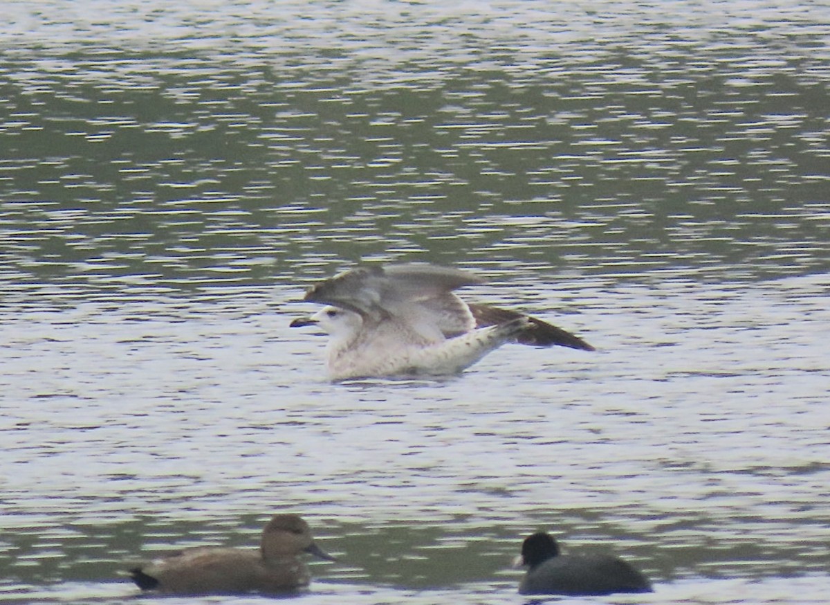 Caspian Gull - ML643227094
