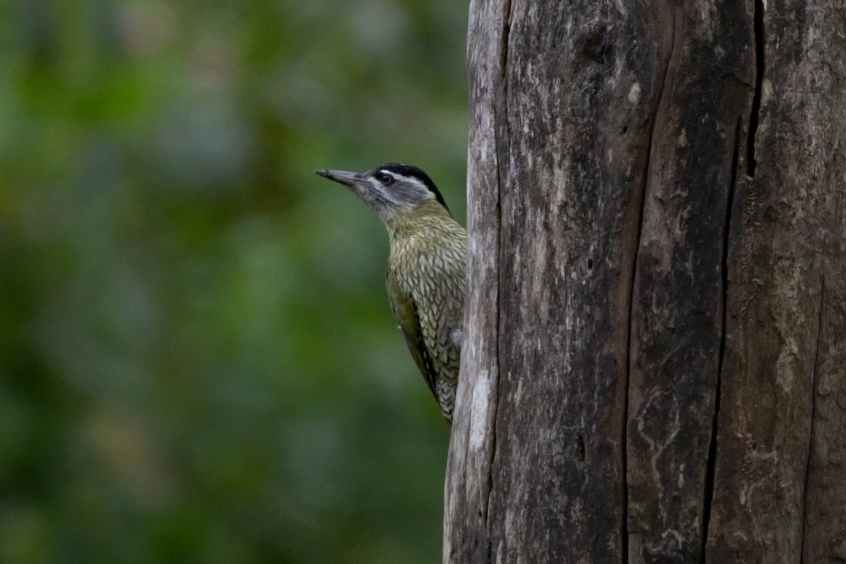 Streak-throated Woodpecker - ML643227099