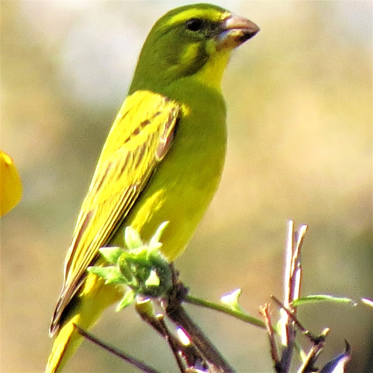 Brimstone Canary - ML643227103