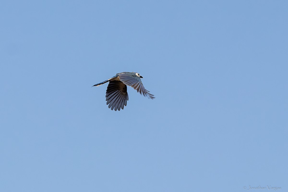 White-throated Magpie-Jay - ML643227105