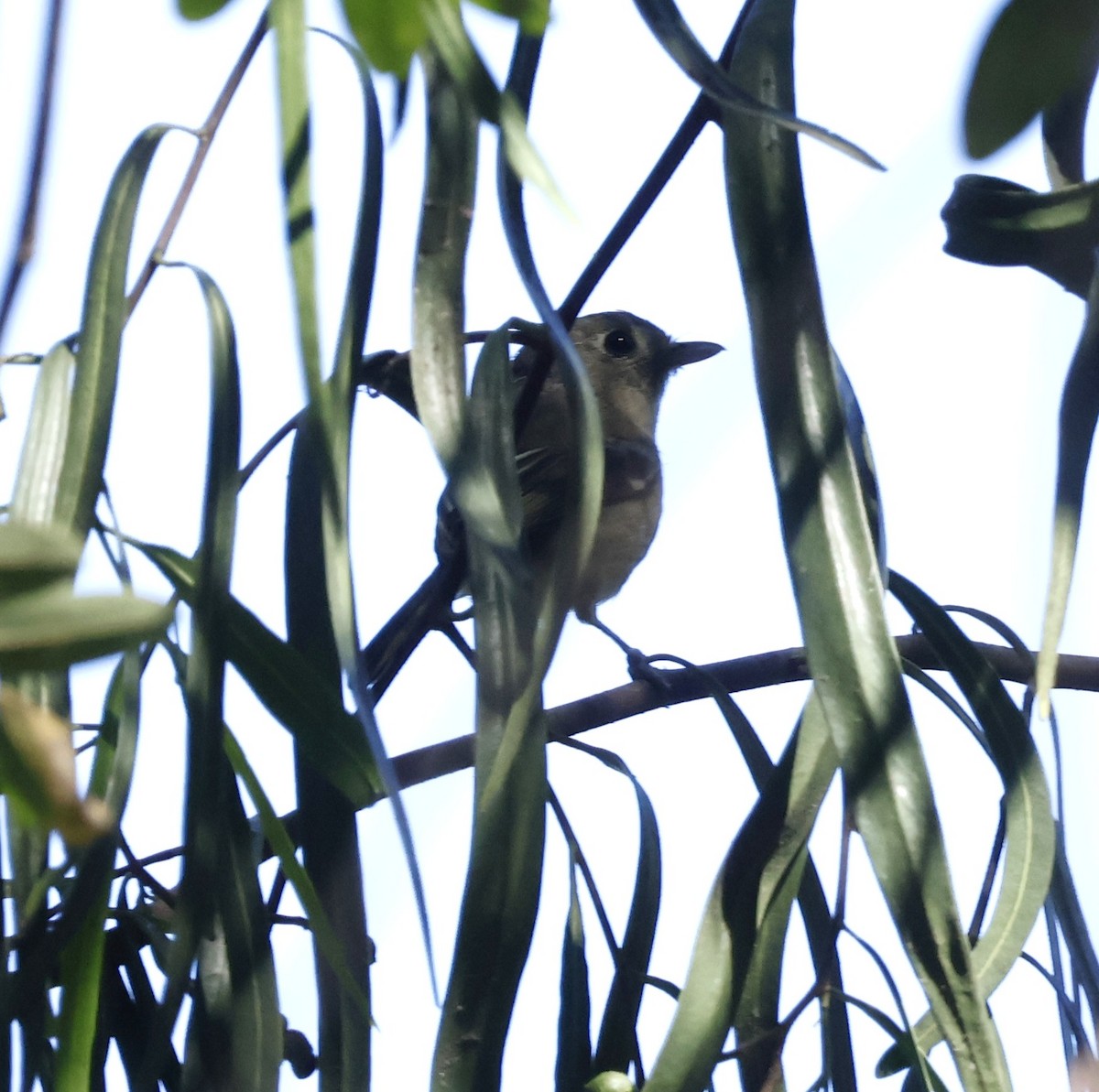 Hutton's Vireo - ML643227107