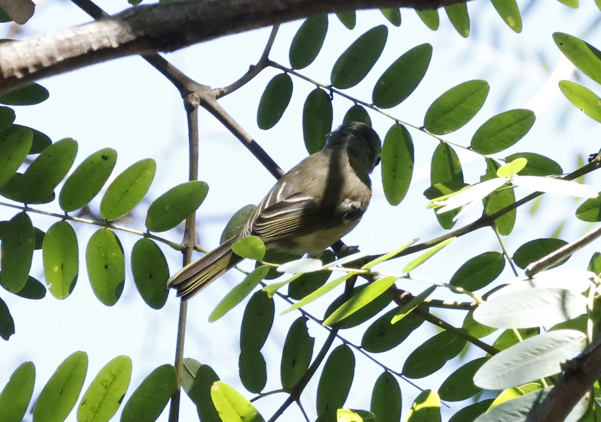 Hutton's Vireo - ML643227108