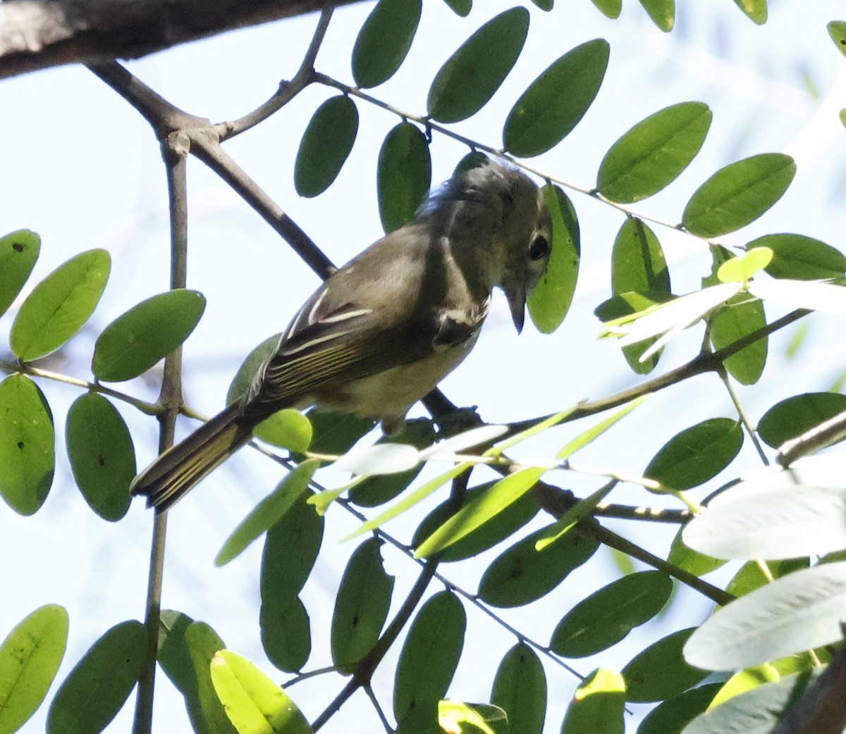 Hutton's Vireo - ML643227109