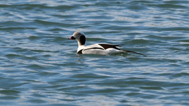 Pato Havelda - ML643227135