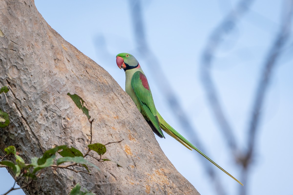 Alexandrine Parakeet - ML643227149
