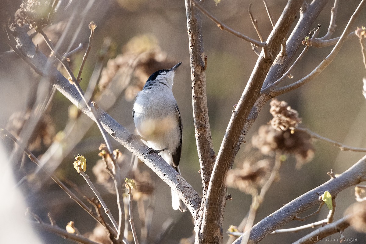 mayamyggsmett (vanrossemi) - ML643227150