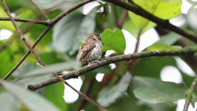 Scaled Piculet - ML643227152