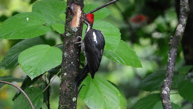 Lineated Woodpecker - ML643227160