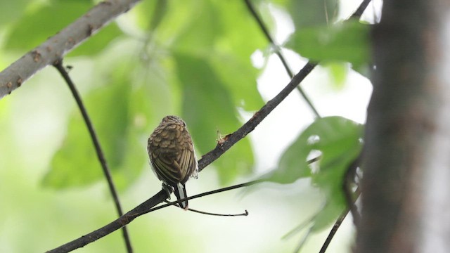Scaled Piculet - ML643227161