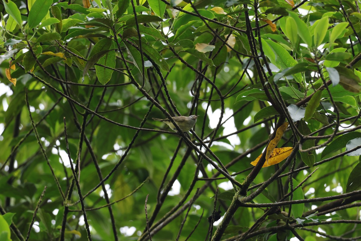 Brown-capped Vireo - ML643227168