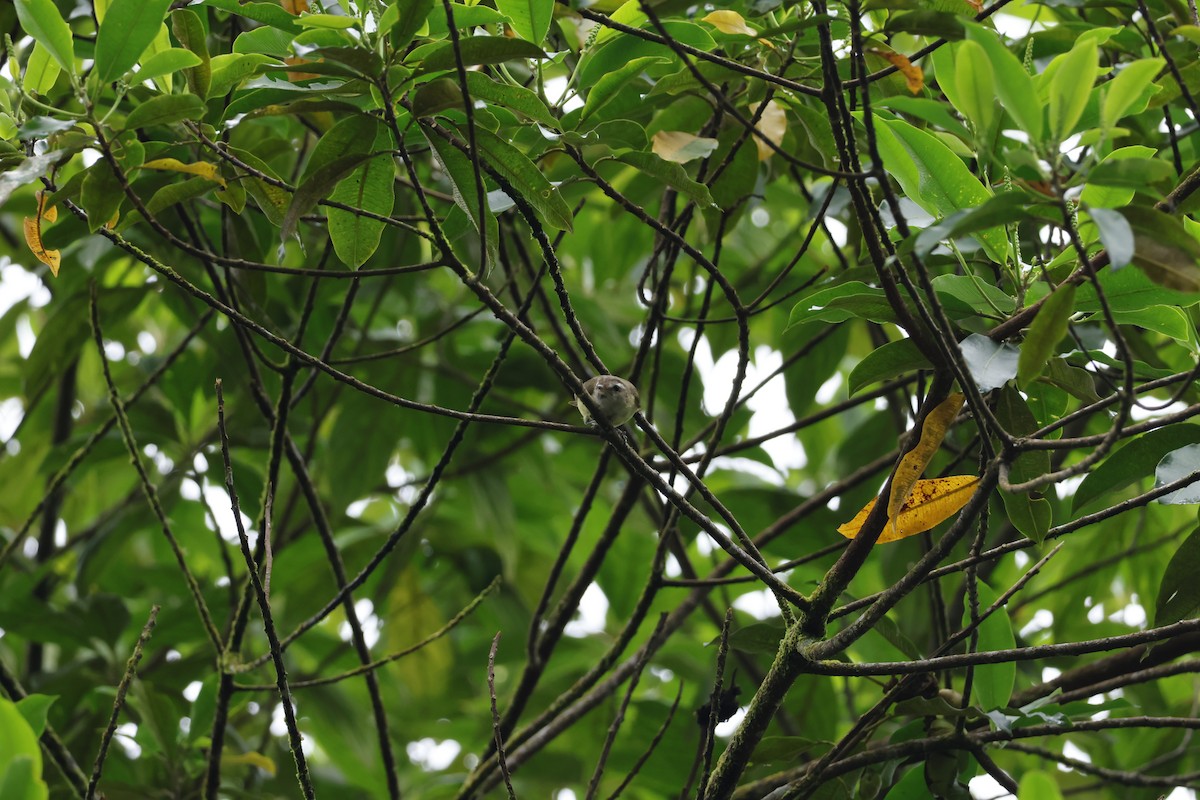 Brown-capped Vireo - ML643227169