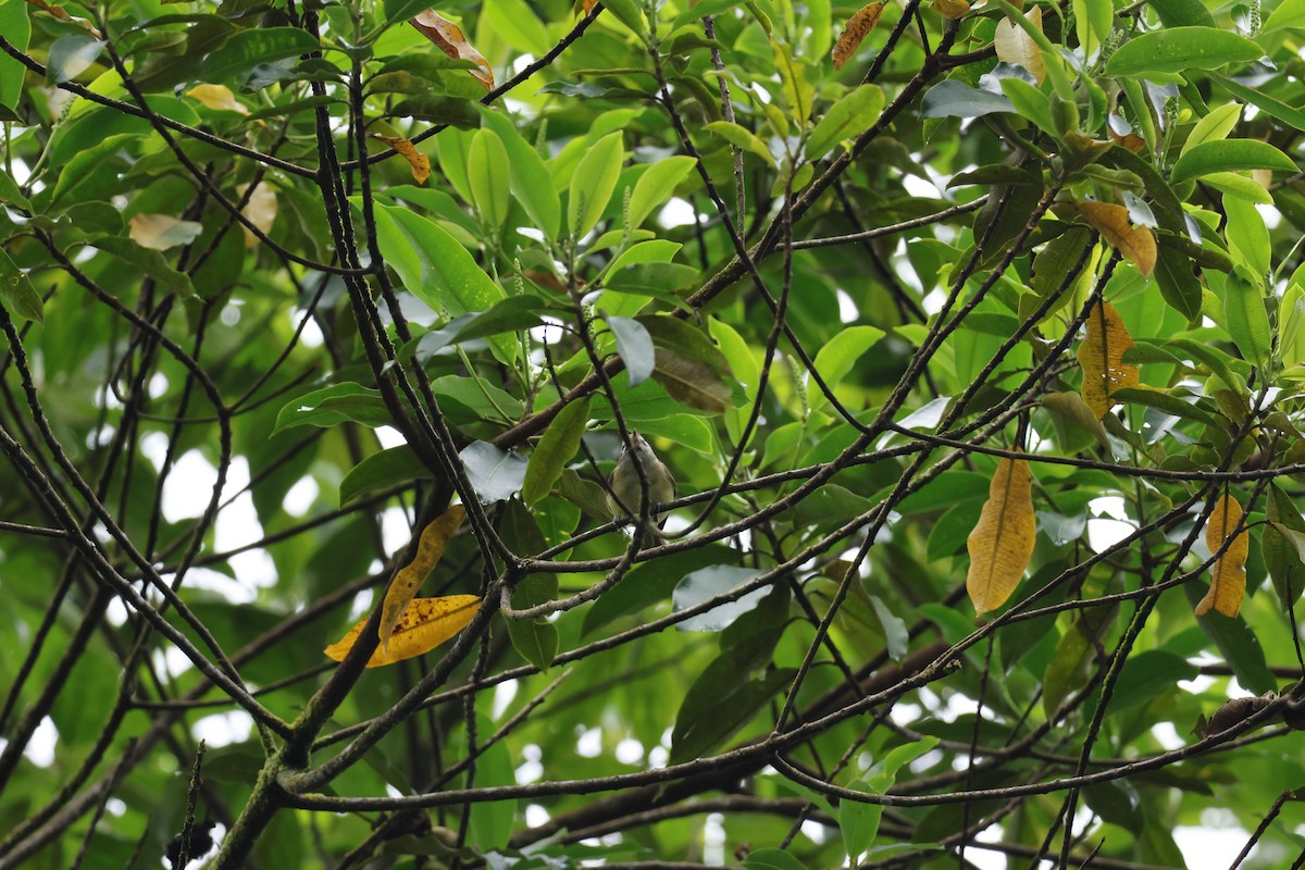 Brown-capped Vireo - ML643227170
