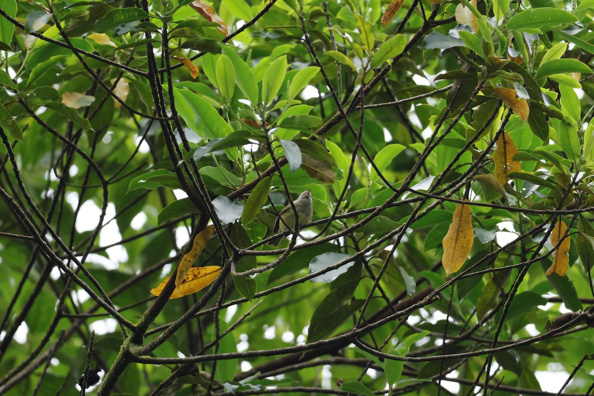 Brown-capped Vireo - ML643227171