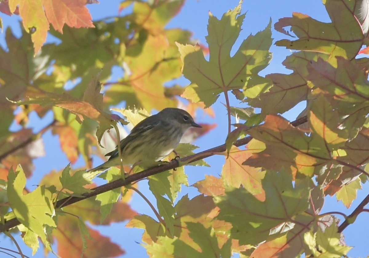 Yellow-rumped Warbler - ML643227179