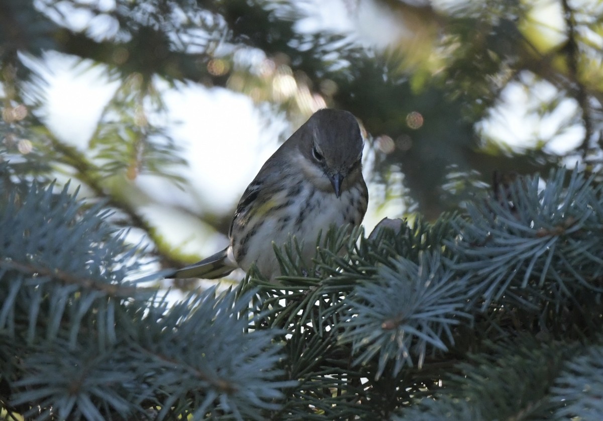 Yellow-rumped Warbler - ML643227180