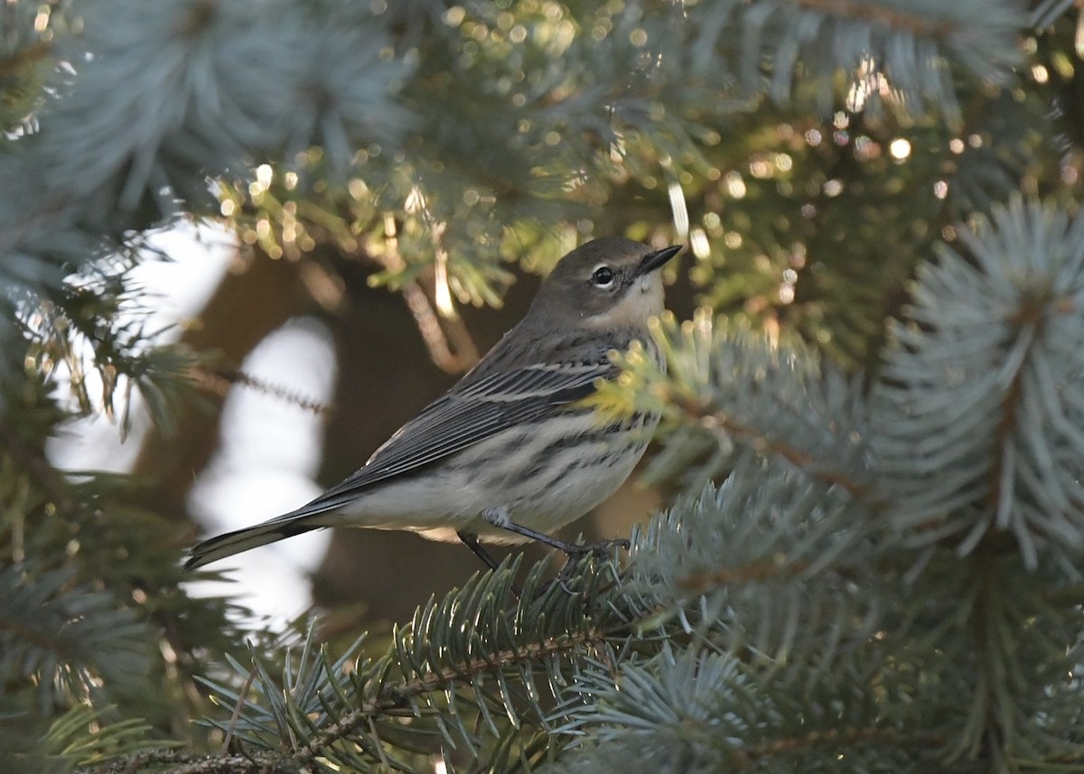Yellow-rumped Warbler - ML643227181