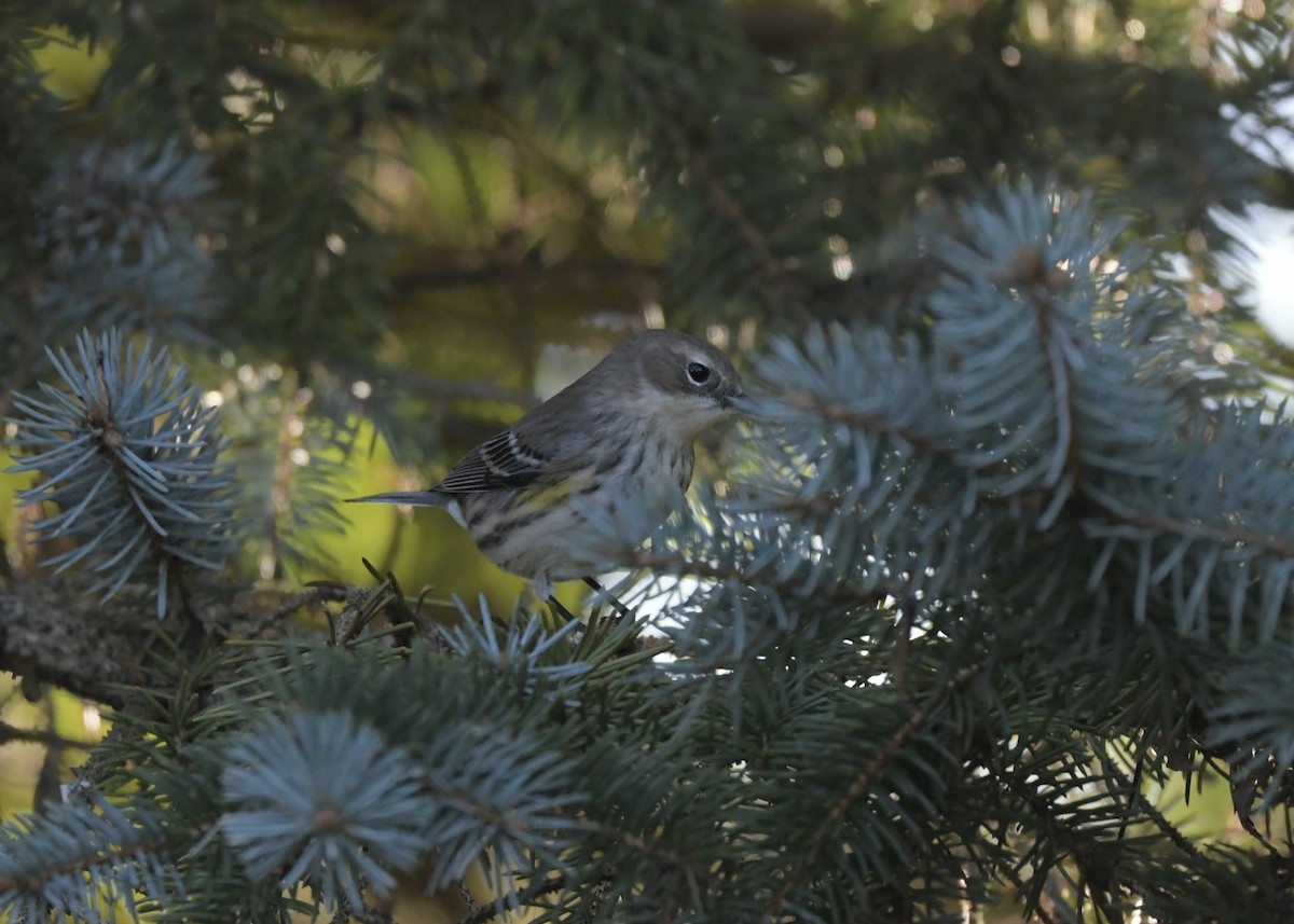 Yellow-rumped Warbler - ML643227182