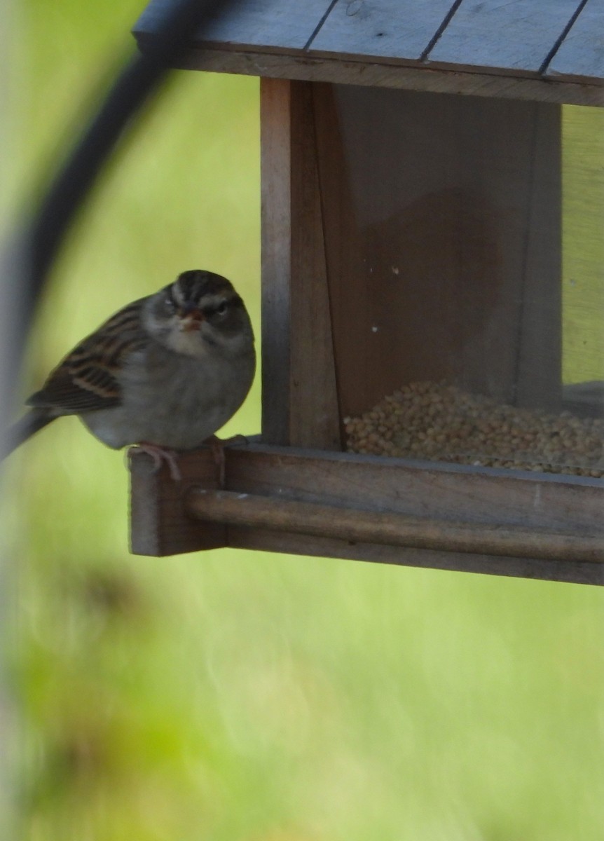 Chipping Sparrow - ML643227186