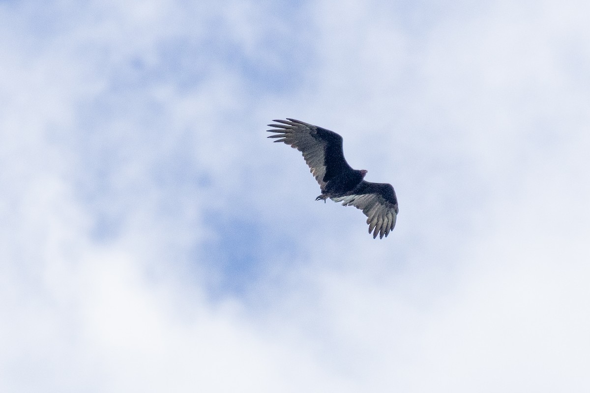 Turkey Vulture - ML643227189
