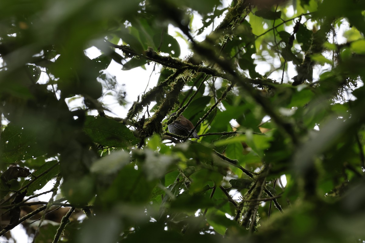 Andean Solitaire - ML643227192