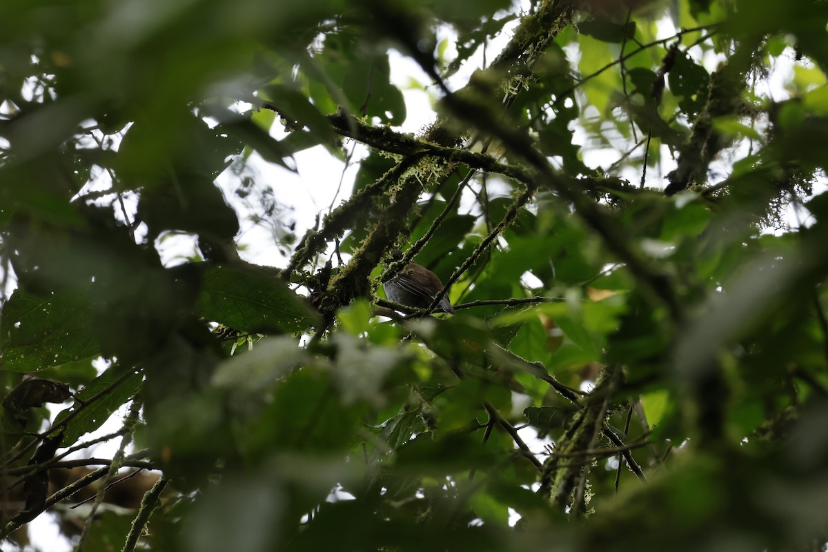 Andean Solitaire - ML643227193