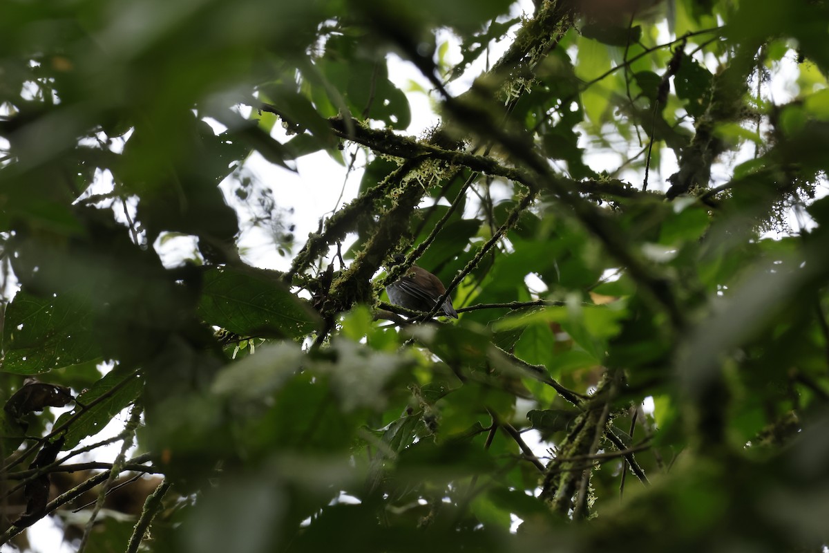 Andean Solitaire - ML643227194