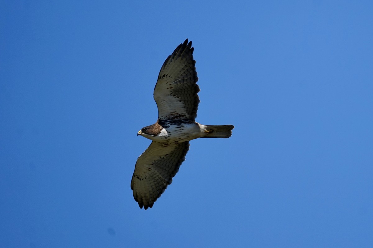 White-throated Hawk - ML643227196
