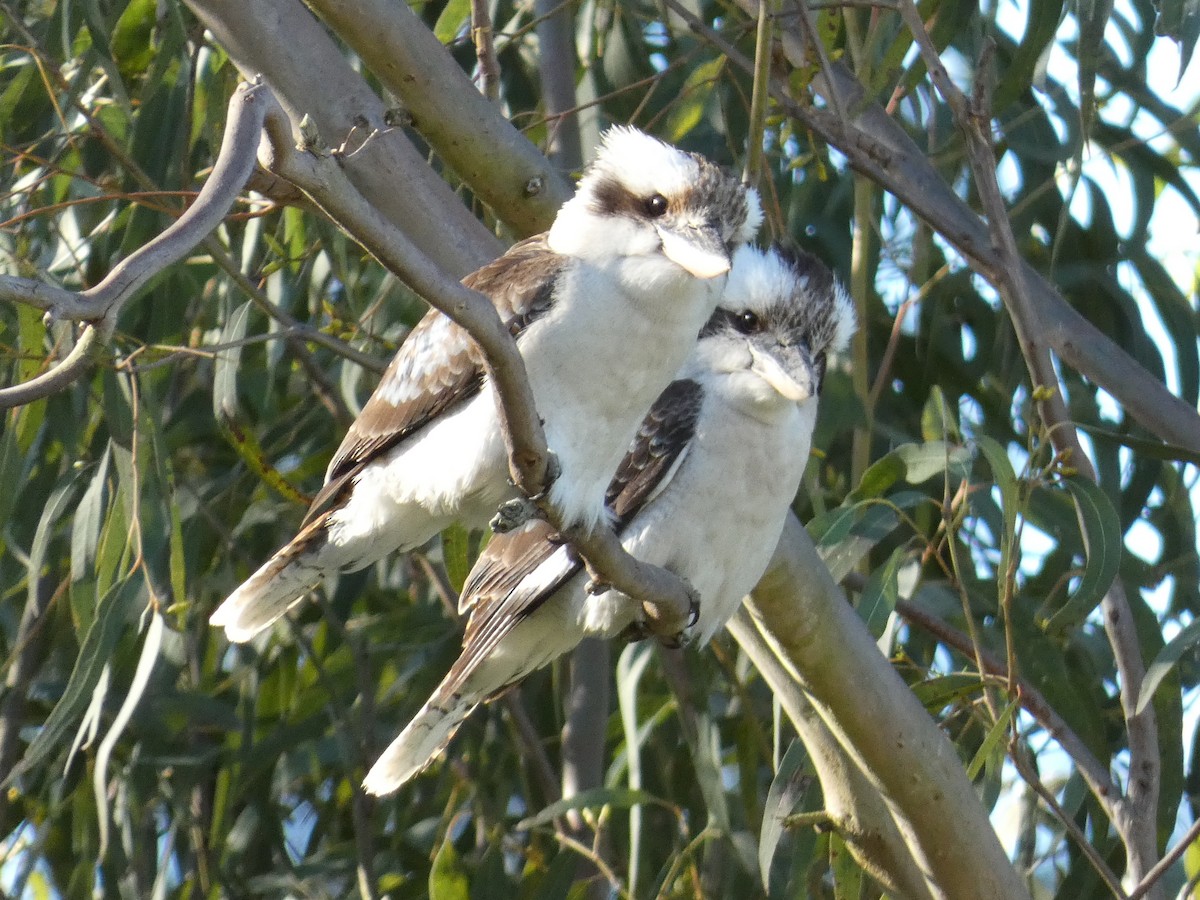 Laughing Kookaburra - ML643227200