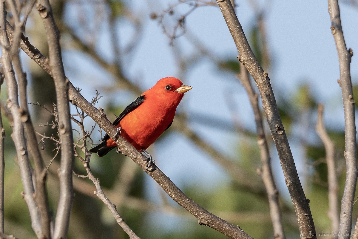 Scarlet Tanager - ML643227201