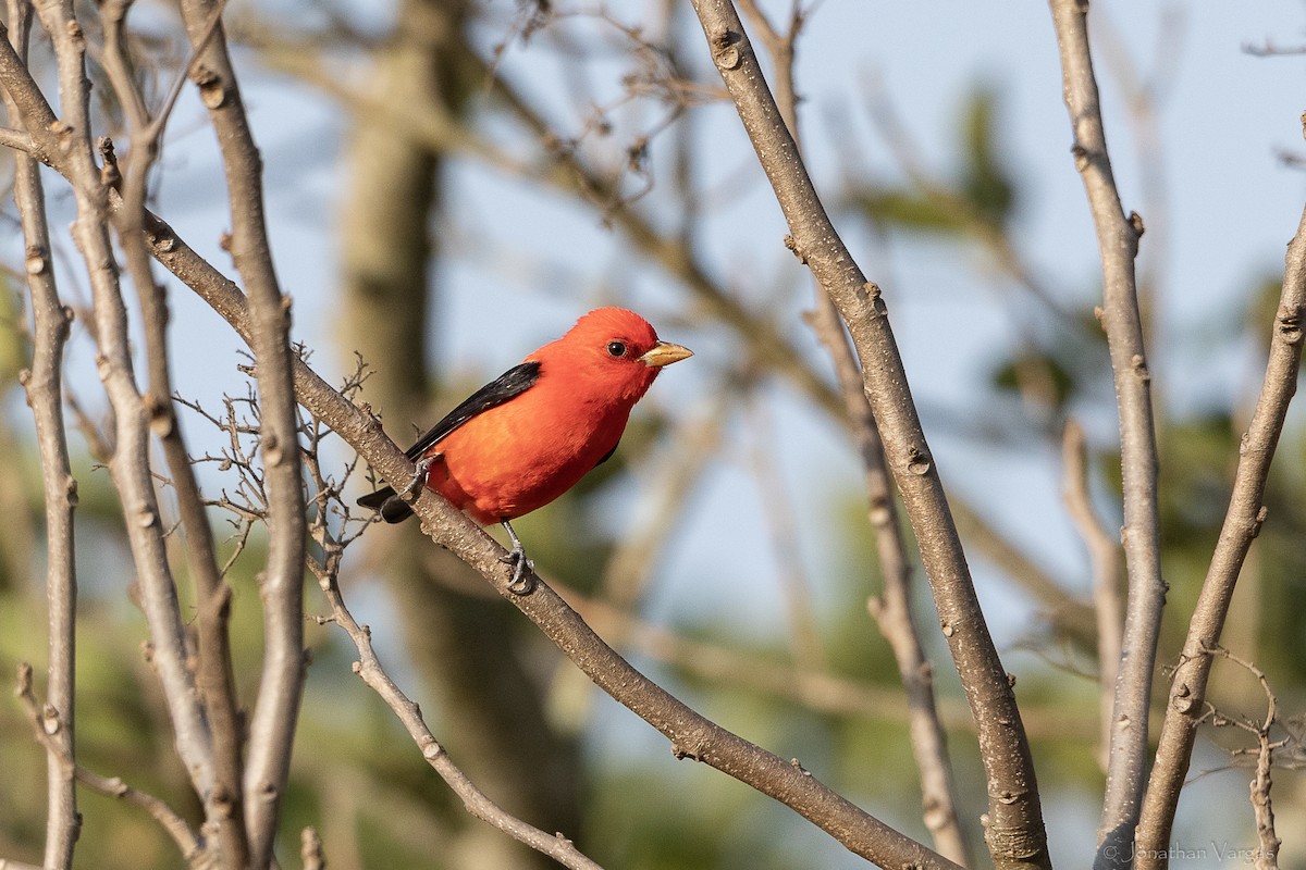 Scarlet Tanager - ML643227202