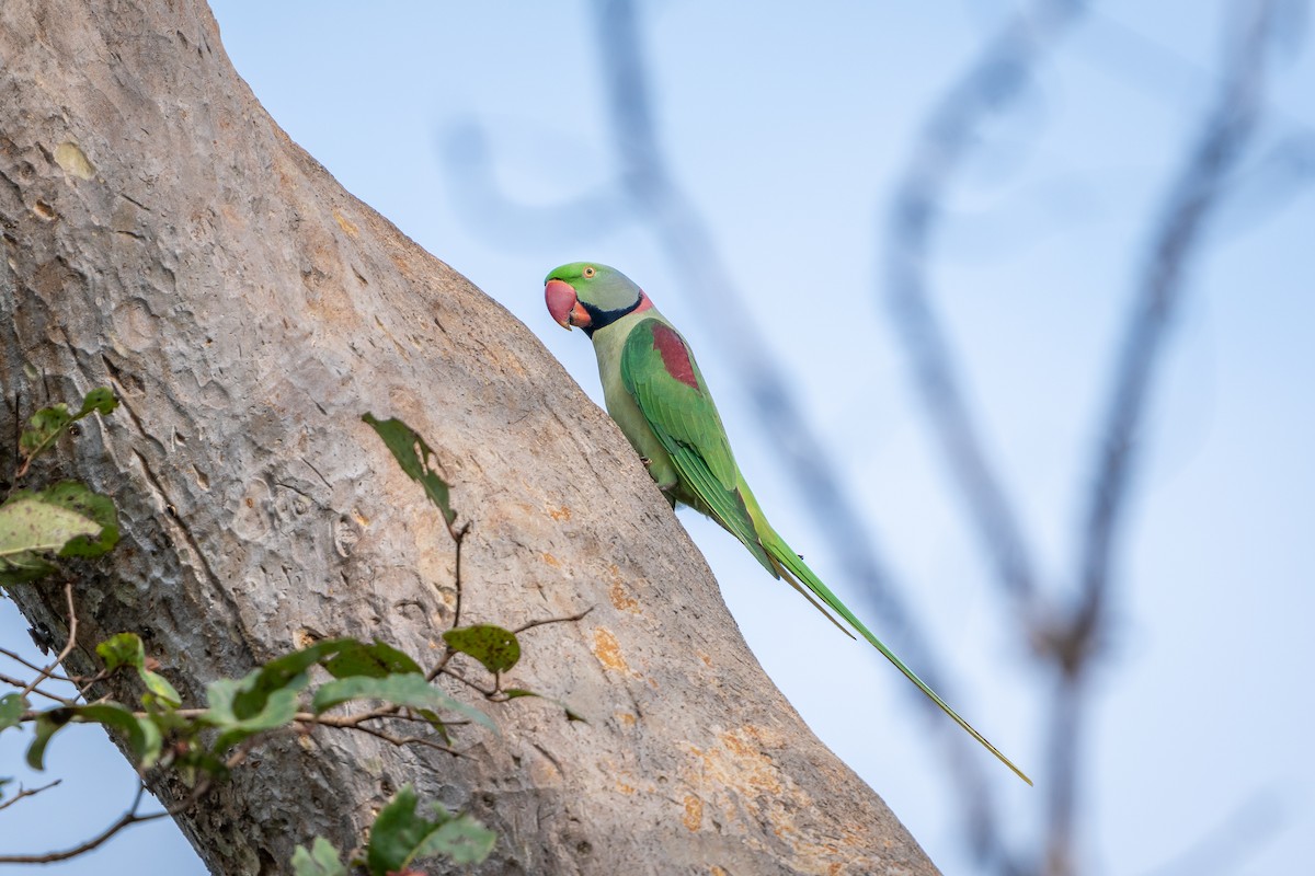 Alexandrine Parakeet - ML643227203