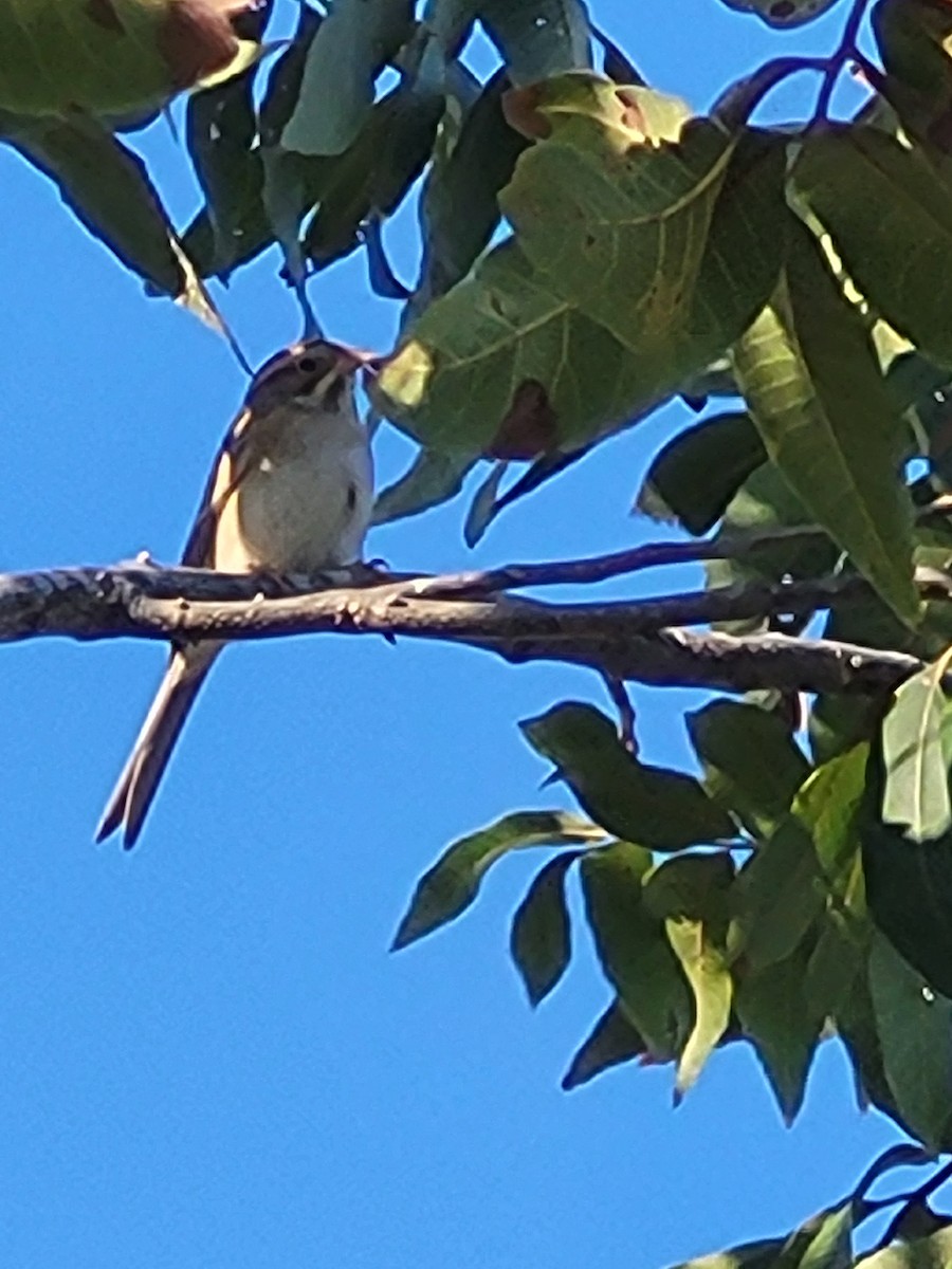 Clay-colored Sparrow - ML643227210