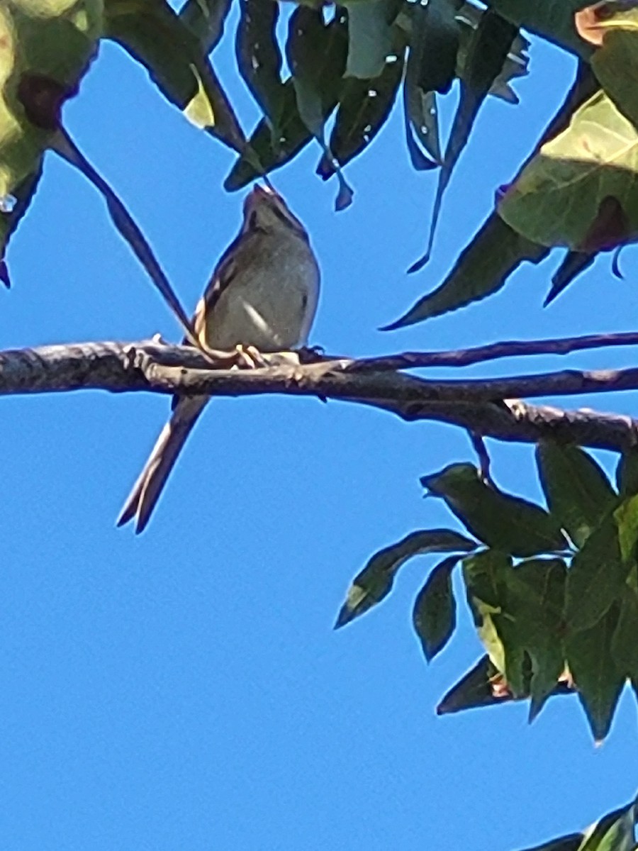 Clay-colored Sparrow - ML643227211