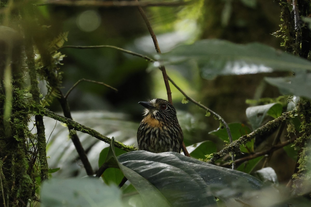Black-streaked Puffbird - ML643227212