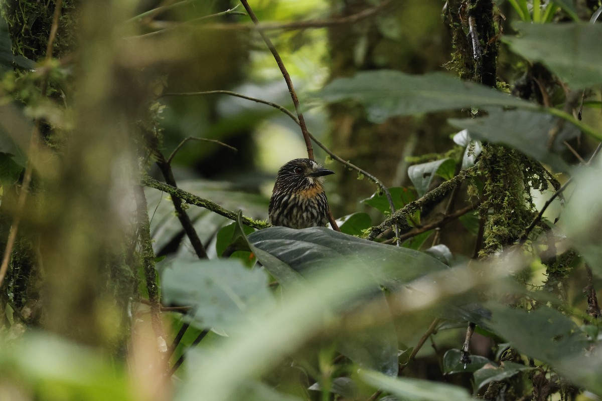 Black-streaked Puffbird - ML643227213