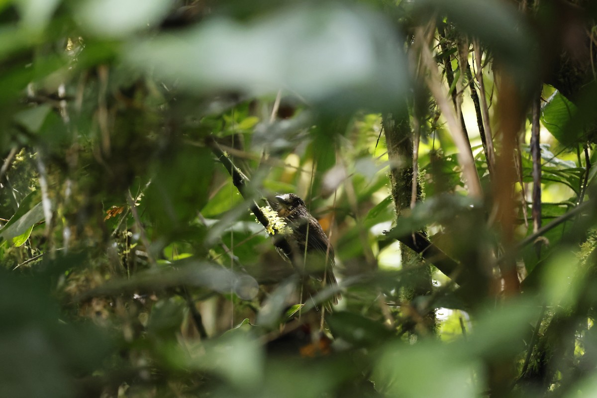 Black-streaked Puffbird - ML643227214