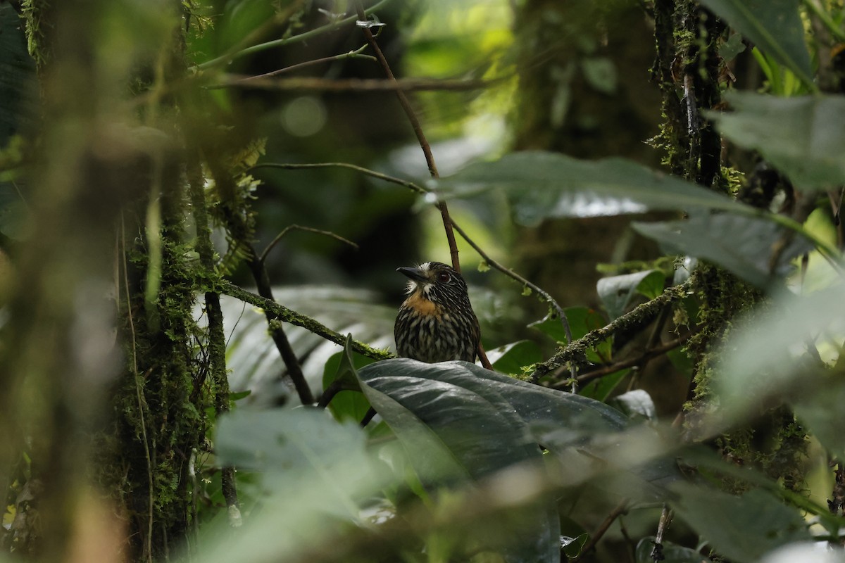 Black-streaked Puffbird - ML643227215
