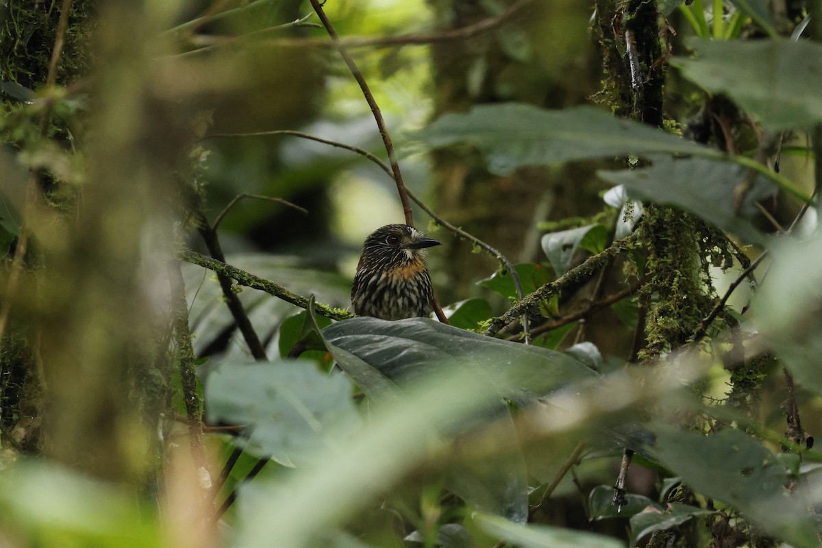 Black-streaked Puffbird - ML643227216