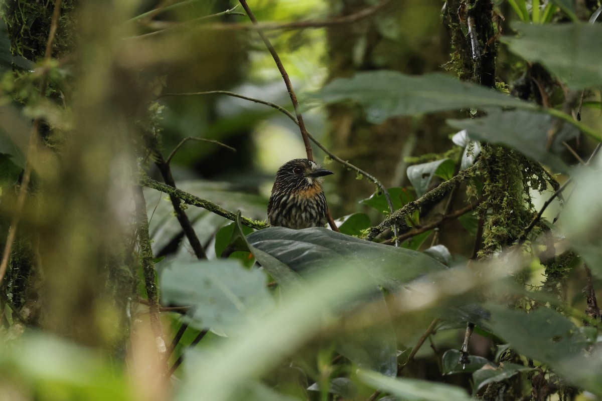 Black-streaked Puffbird - ML643227217