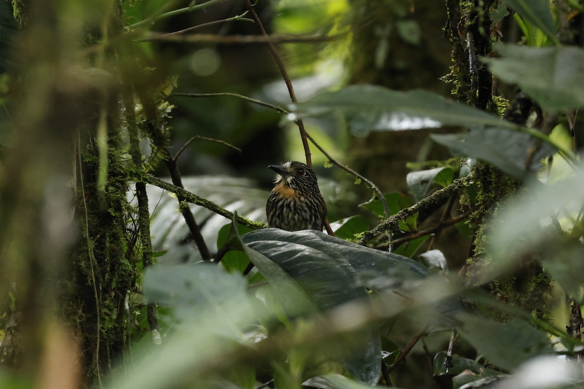 Black-streaked Puffbird - ML643227218