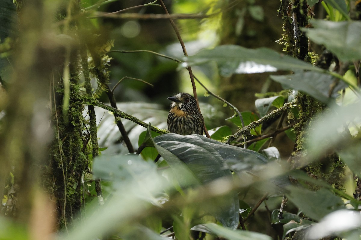 Black-streaked Puffbird - ML643227219