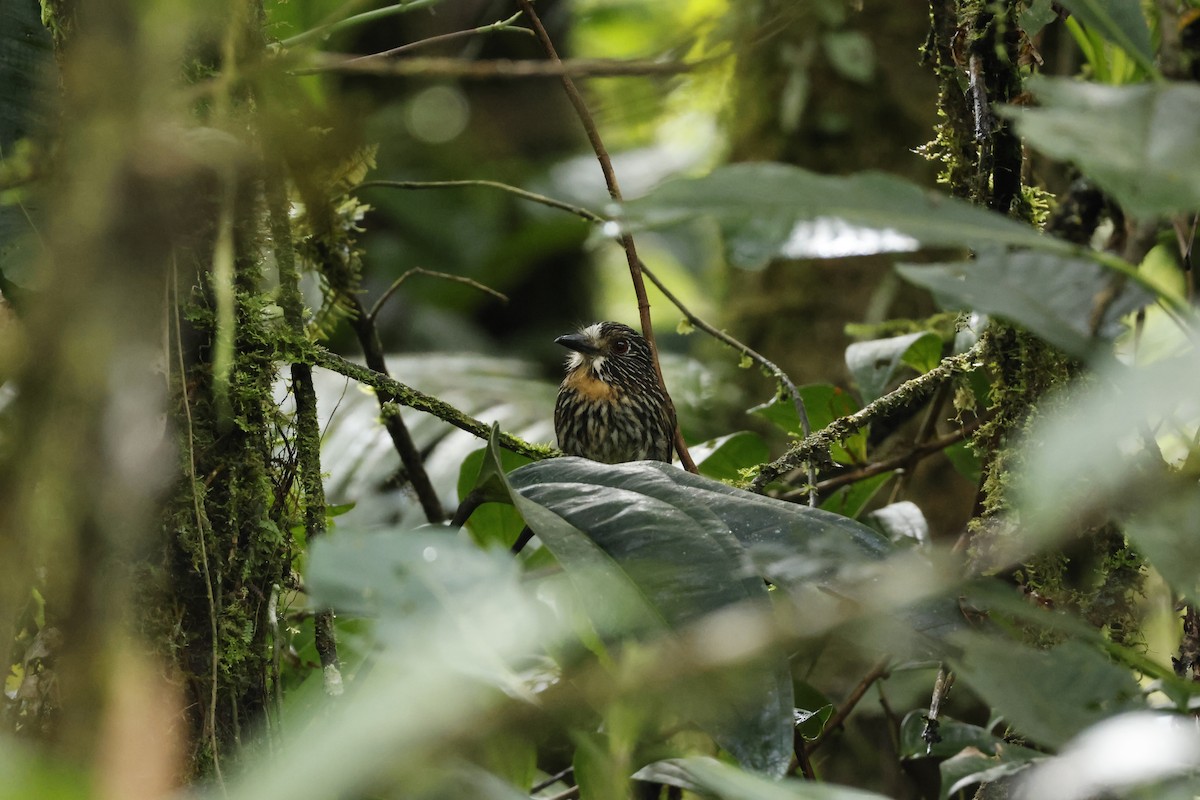 Black-streaked Puffbird - ML643227220