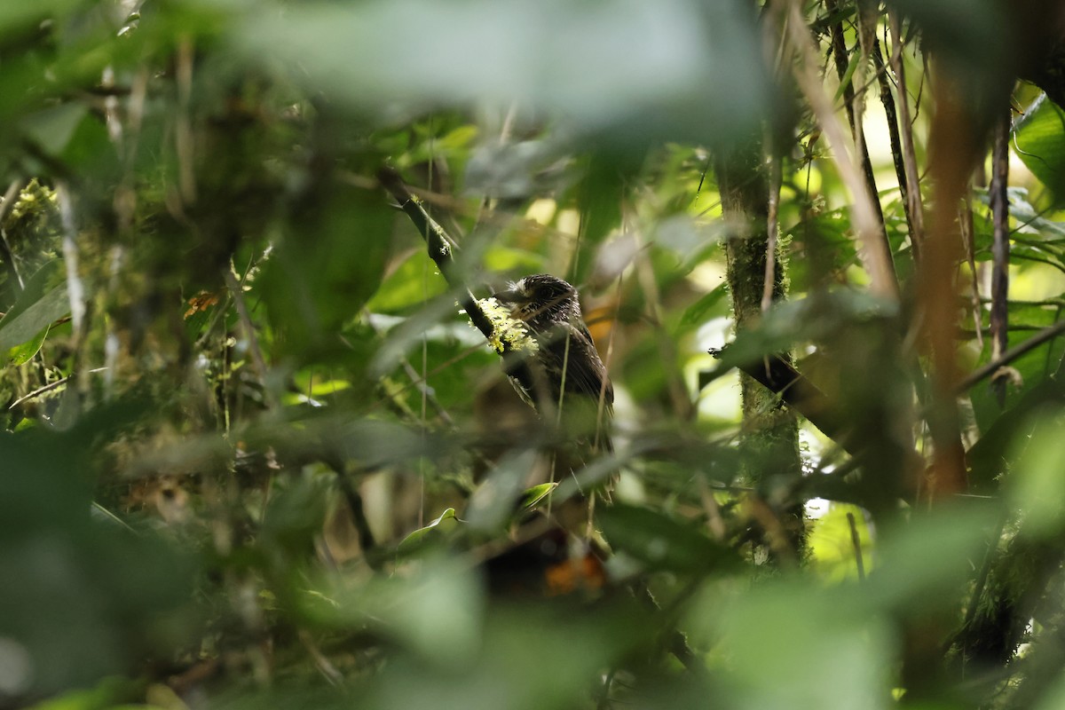Black-streaked Puffbird - ML643227221