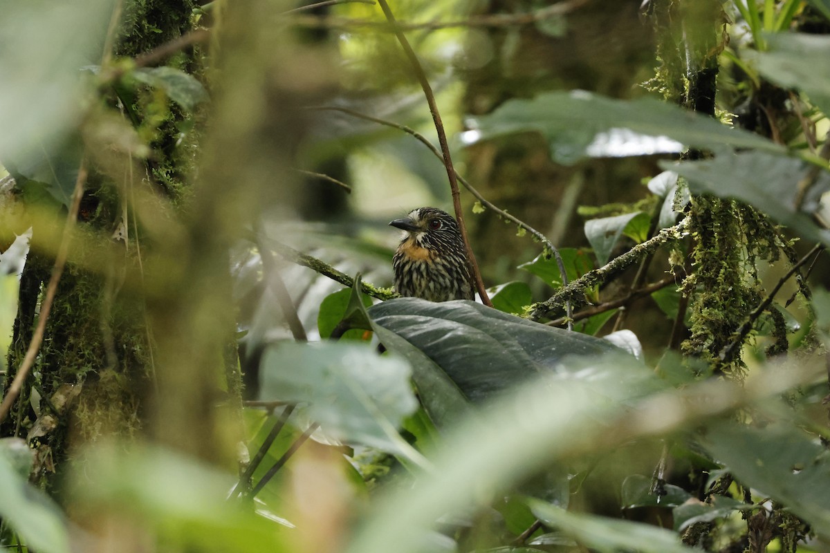 Black-streaked Puffbird - ML643227222
