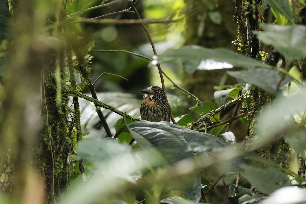 Black-streaked Puffbird - ML643227223